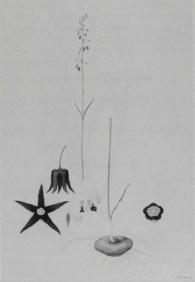 no HD illustration available (3)