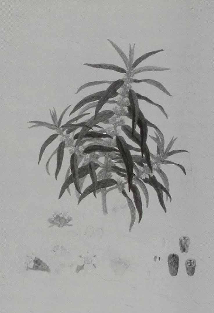 no HD illustration available (3)