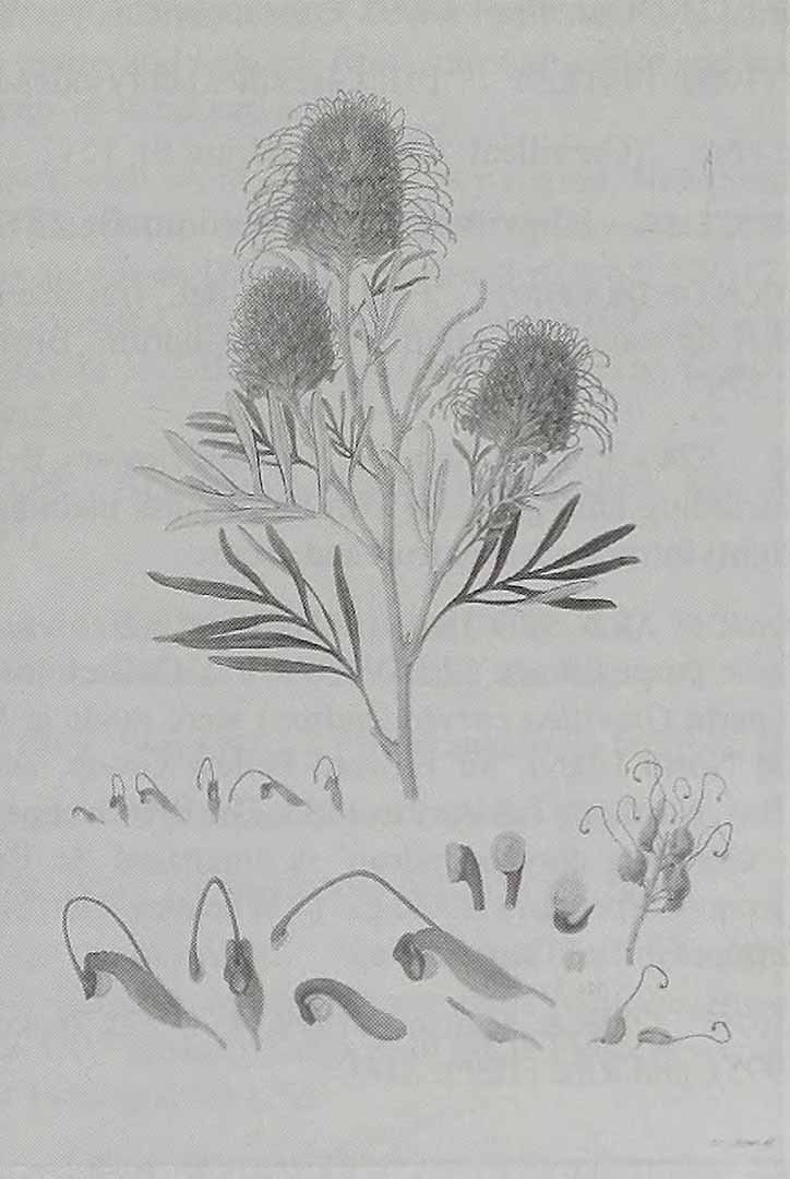 no HD illustration available (3)
