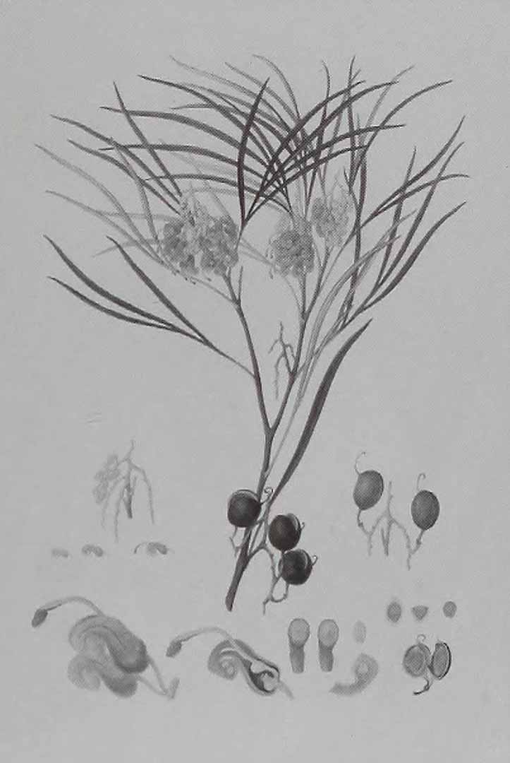 no HD illustration available (3)