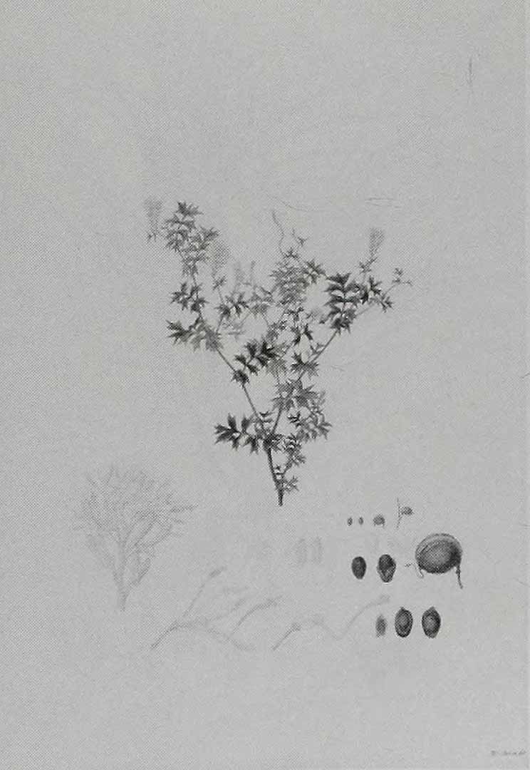 no HD illustration available (3)