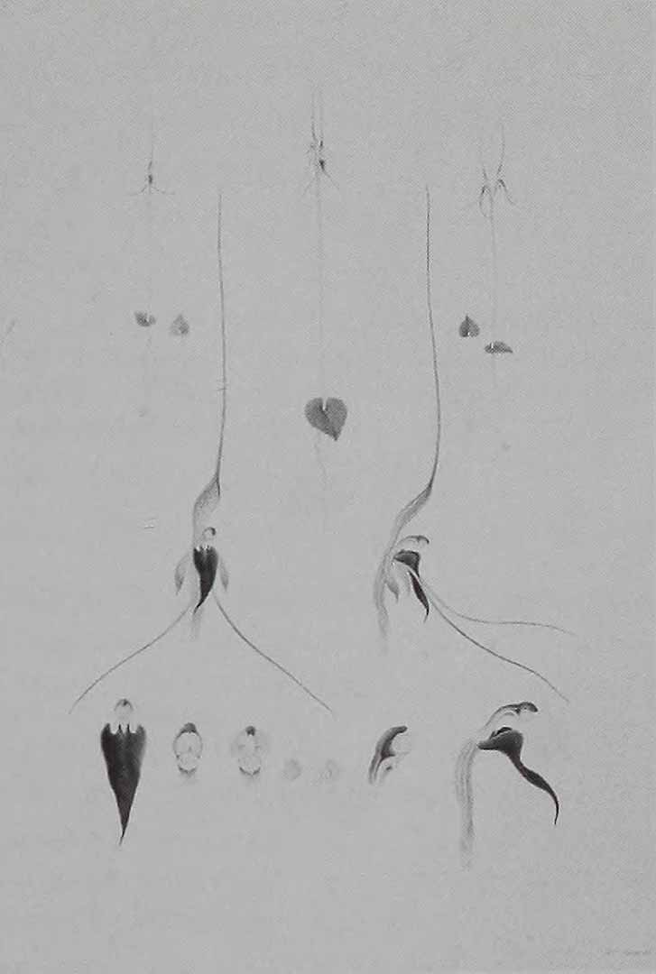 no HD illustration available (3)