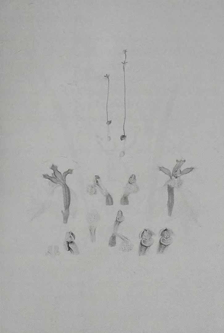 no HD illustration available (3)