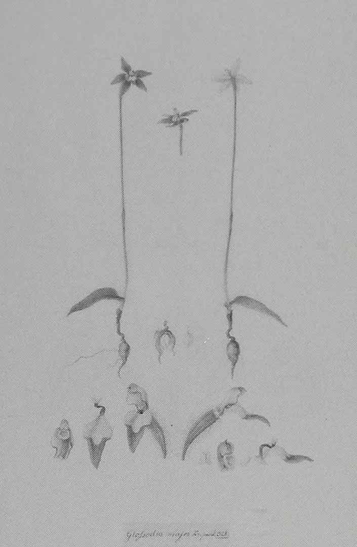 no HD illustration available (3)
