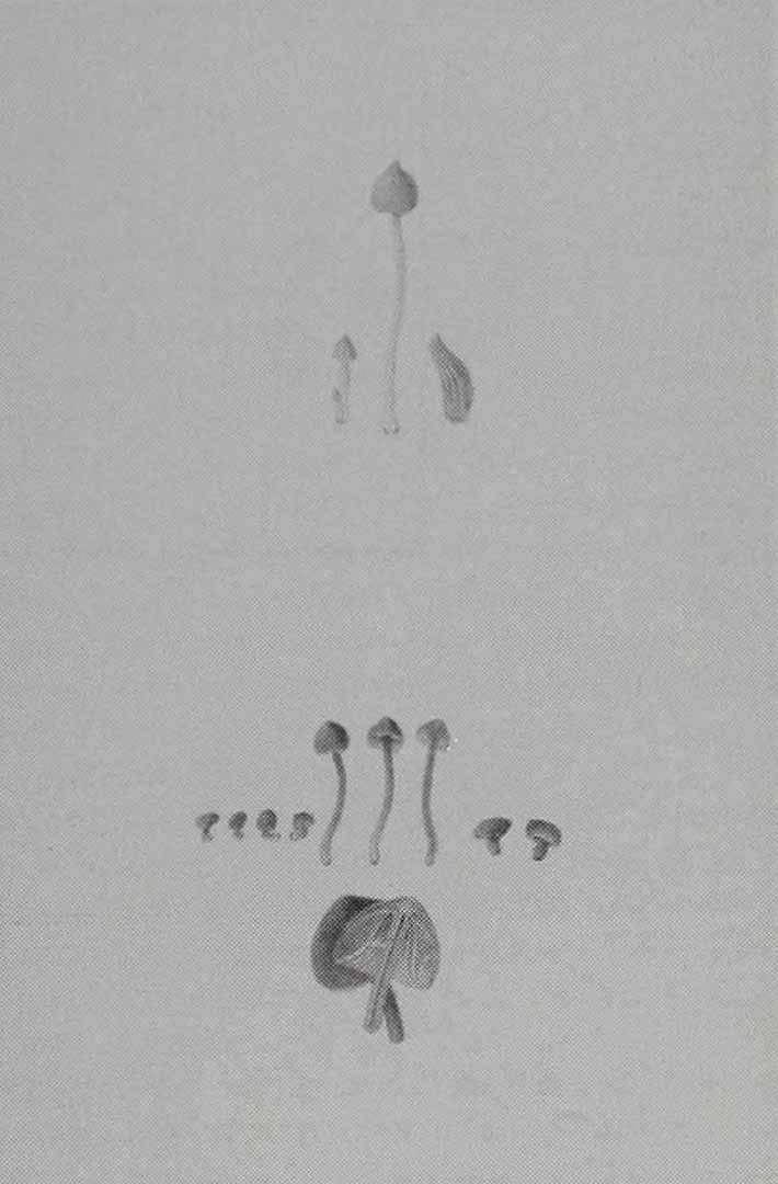 no HD illustration available (3)