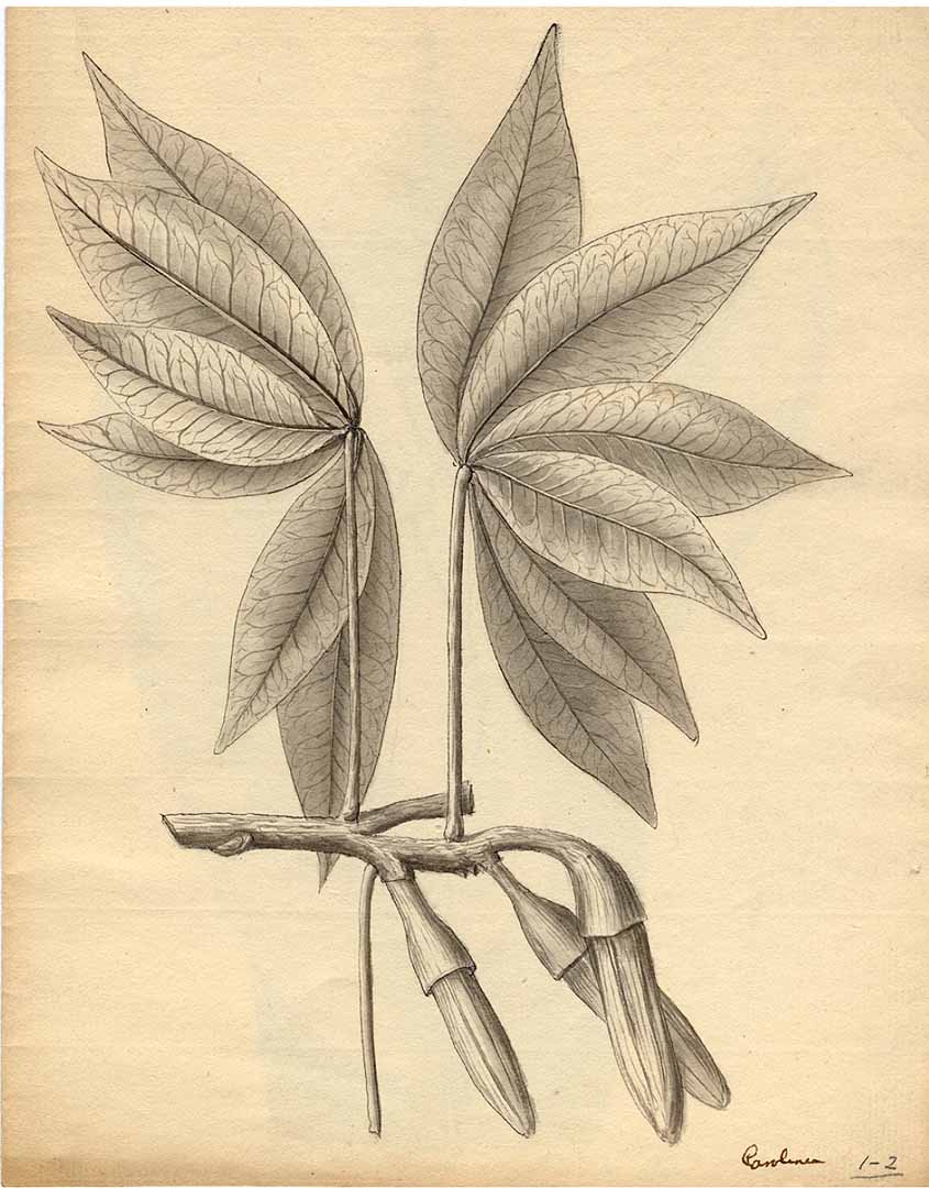 no HD illustration available (3)