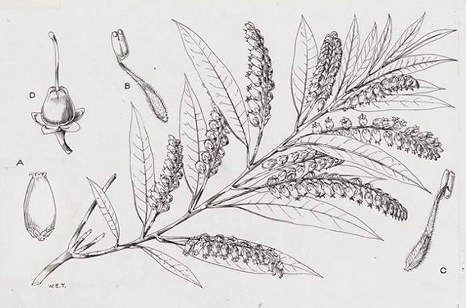 no HD illustration available (3)