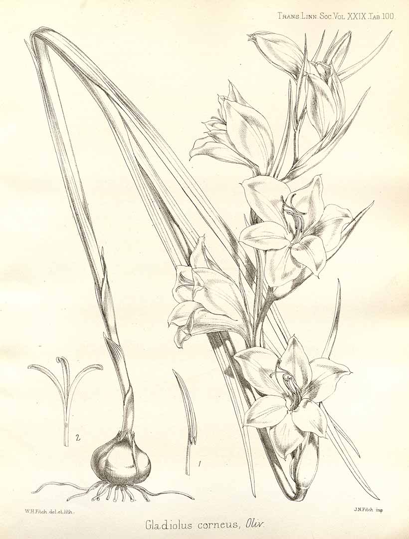 no HD illustration available (3)