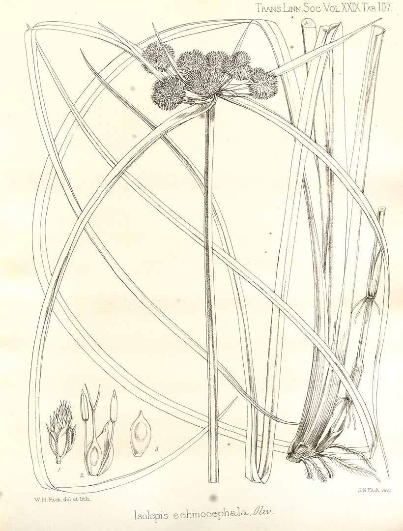 no HD illustration available (3)