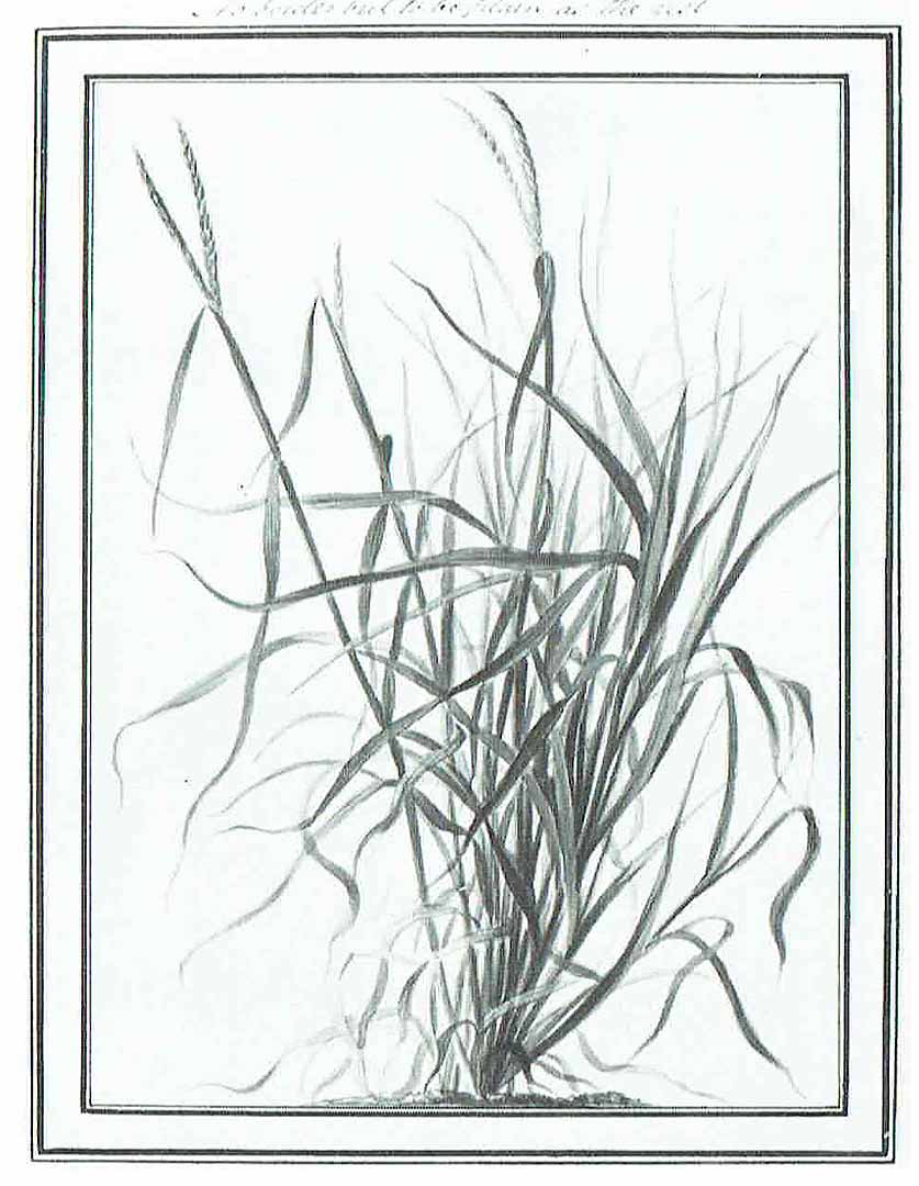 no HD illustration available (3)