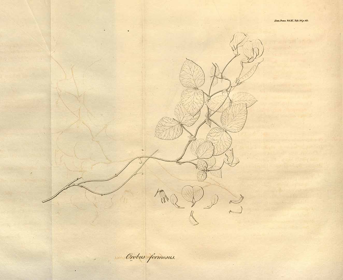 no HD illustration available (3)