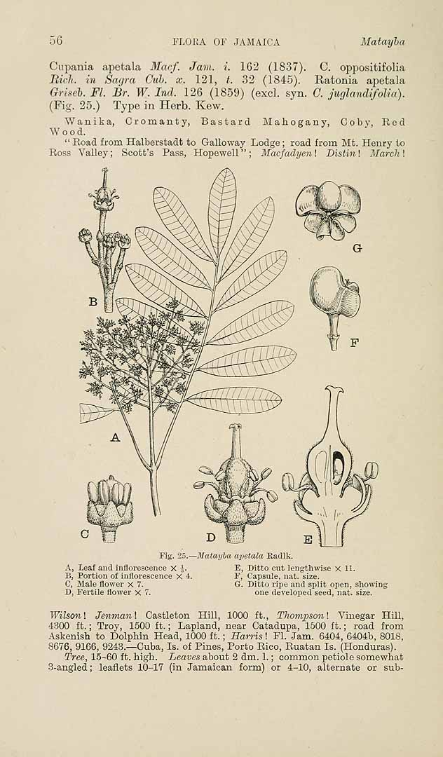 no HD illustration available (m1)