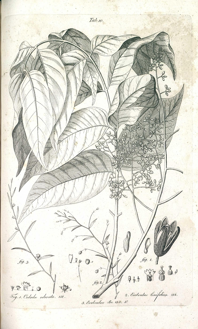 no HD illustration available (m1)