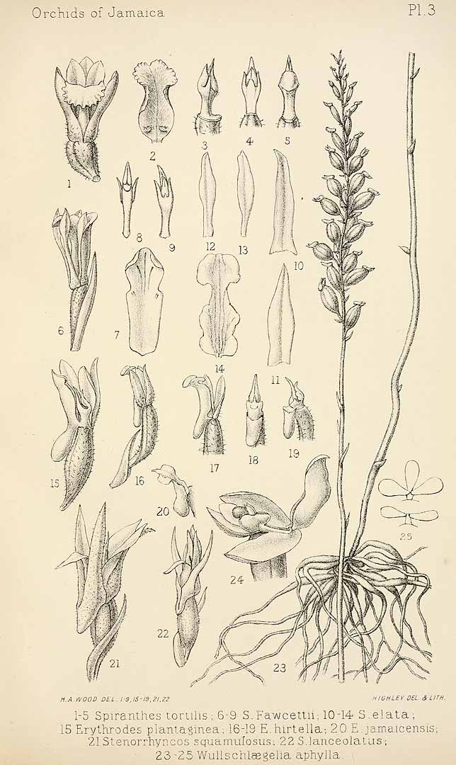 no HD illustration available (3)