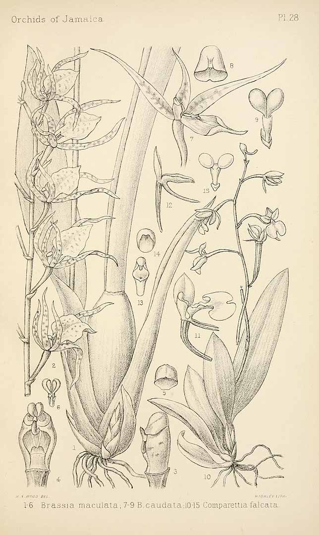 no HD illustration available (3)