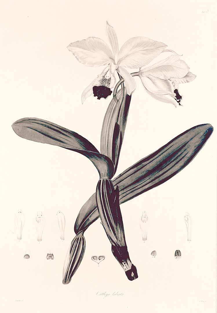 no HD illustration available (3)