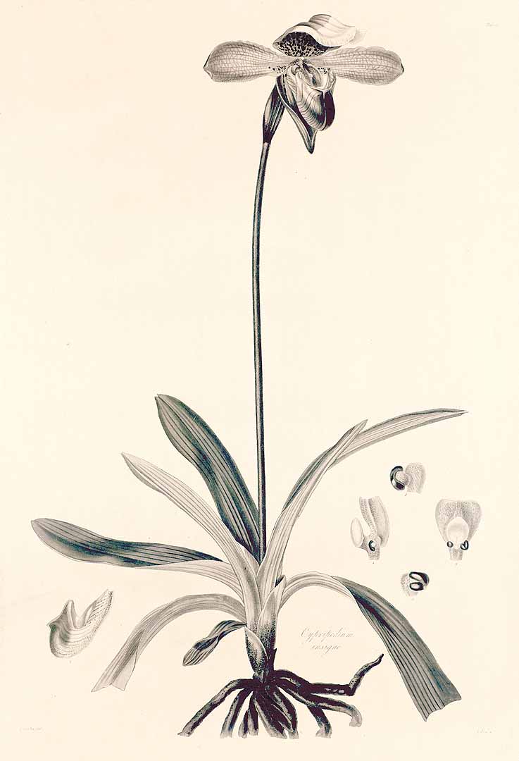no HD illustration available (3)