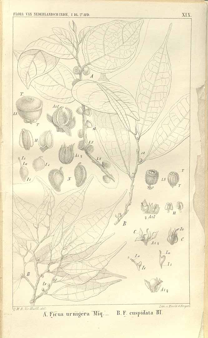 no HD illustration available (3)