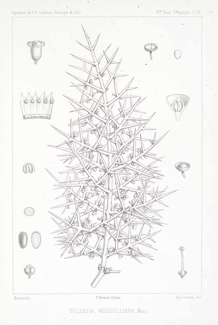 no HD illustration available (3)