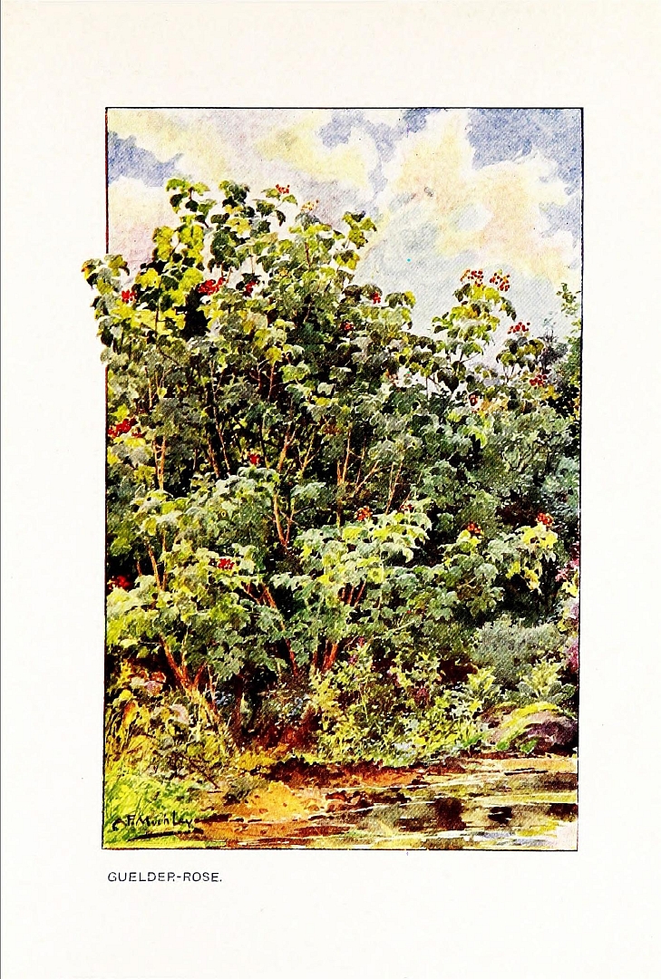 no HD illustration available (3)