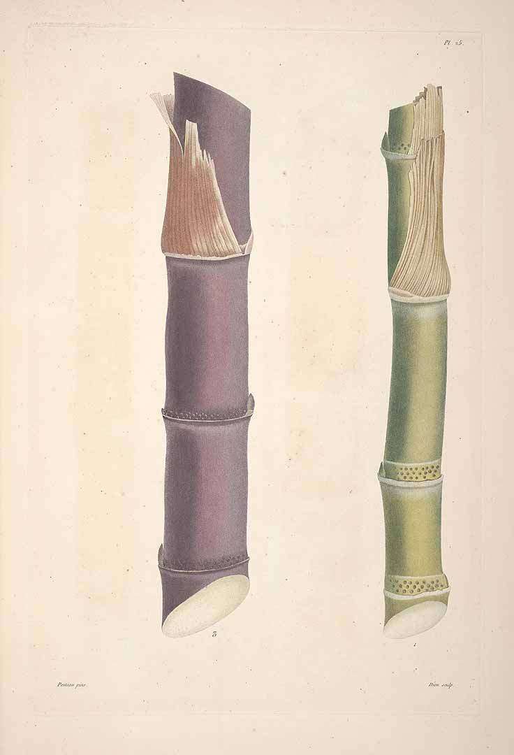 no HD illustration available (3)