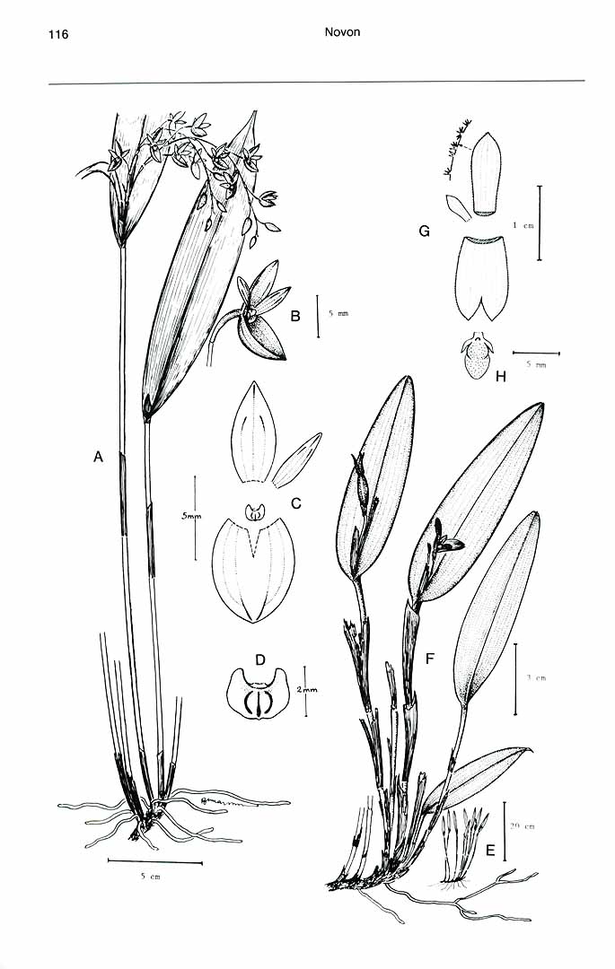 no HD illustration available (m1)