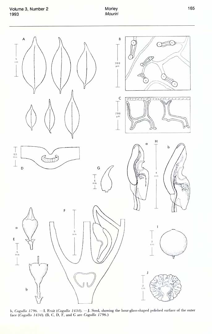 no HD illustration available (m1)
