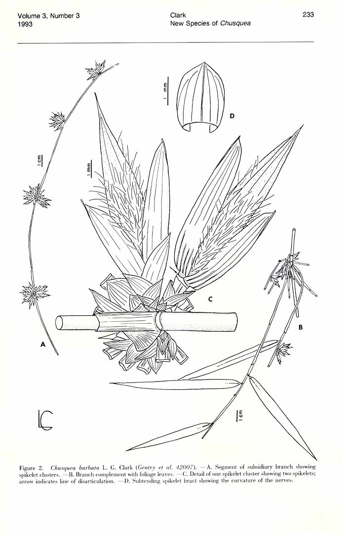 no HD illustration available (m1)