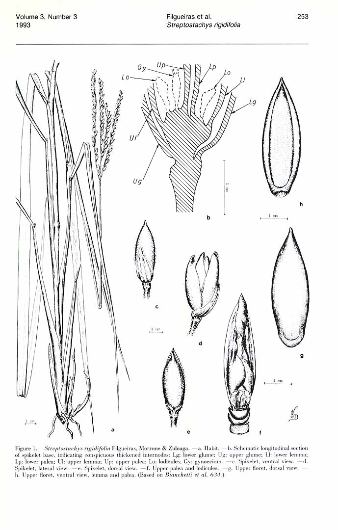 no HD illustration available (m1)