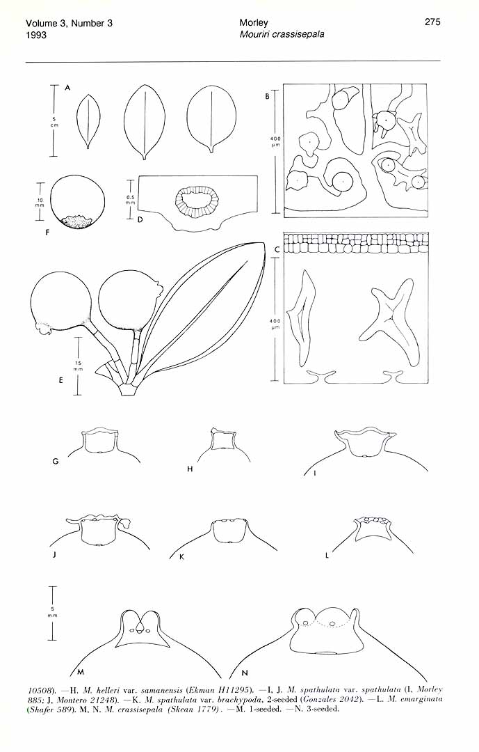 no HD illustration available (m1)