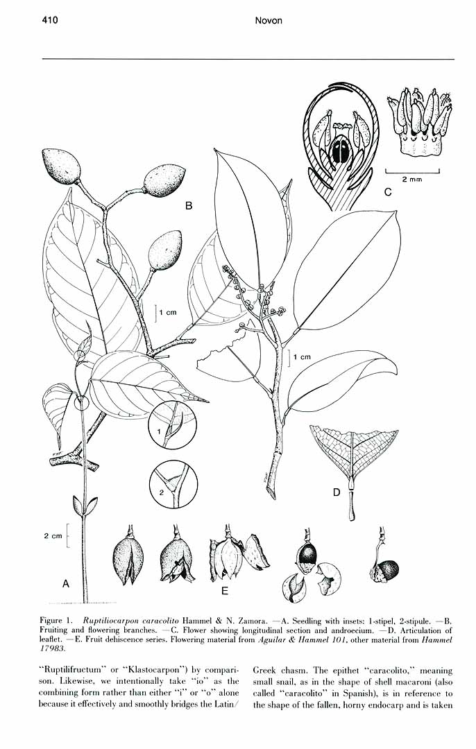 no HD illustration available (m1)