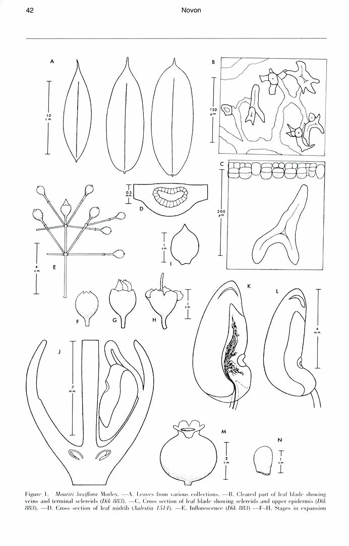 no HD illustration available (m1)