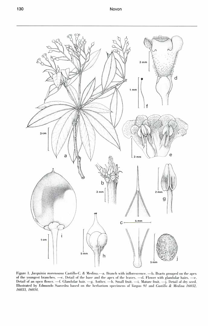 no HD illustration available (m1)
