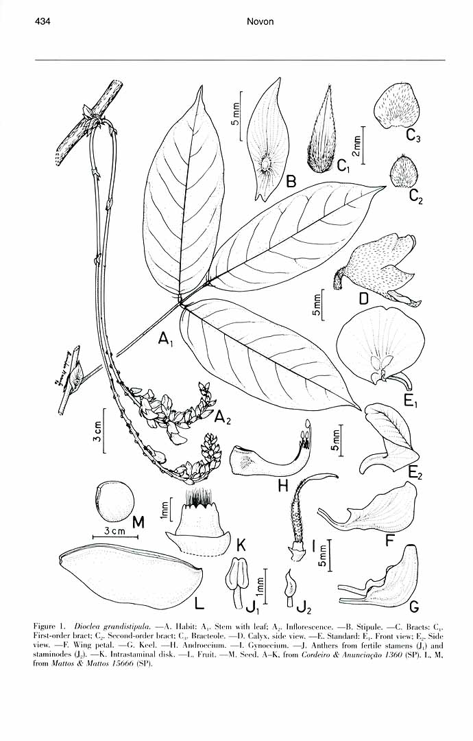 no HD illustration available (m1)