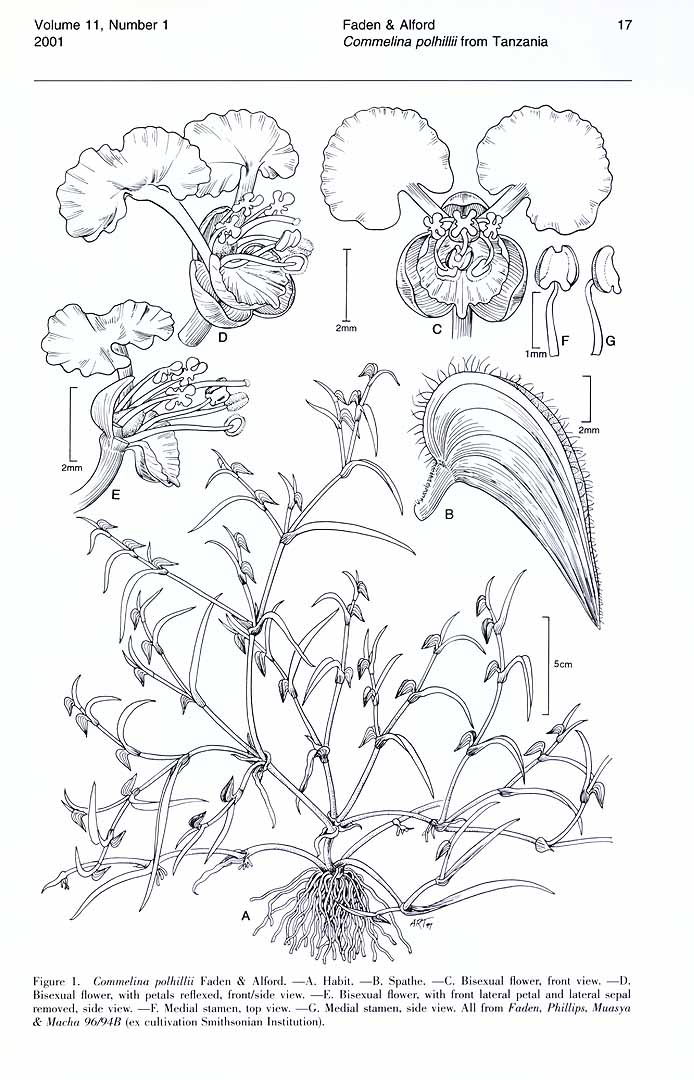 no HD illustration available (3)