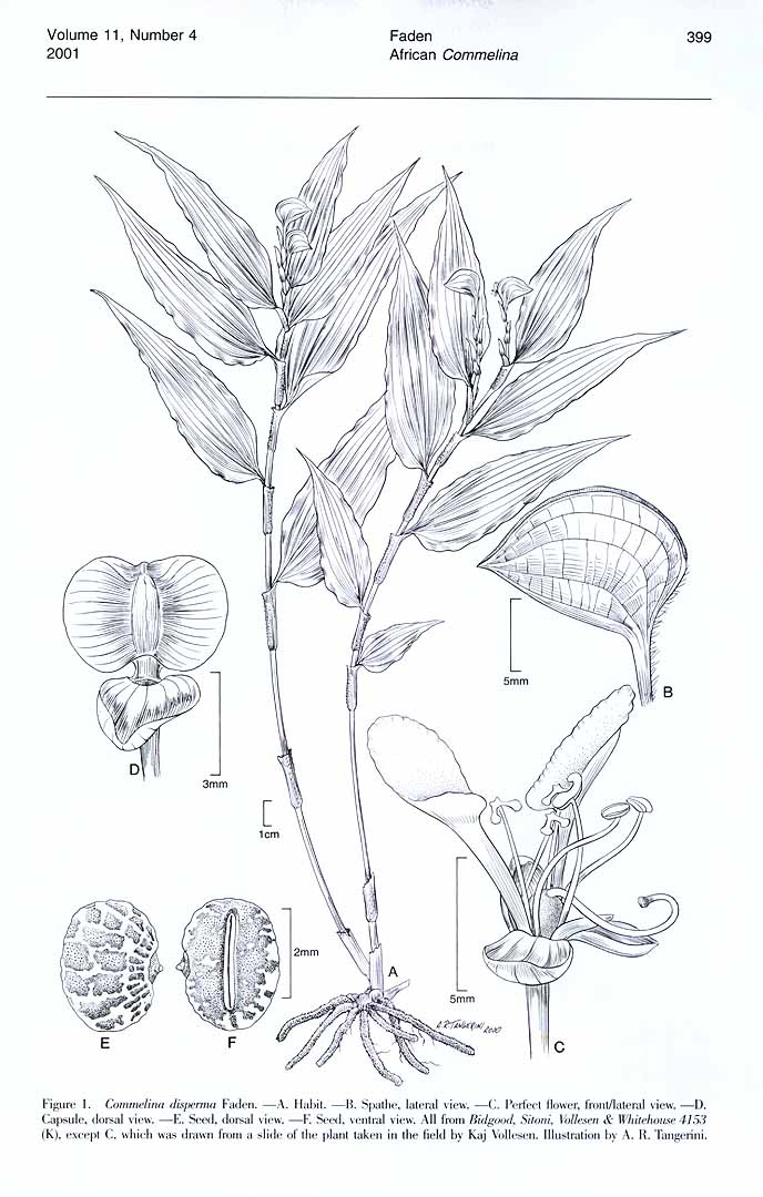 no HD illustration available (3)