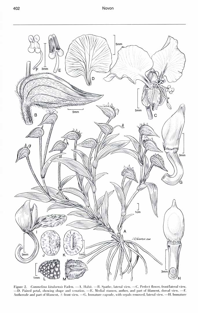 no HD illustration available (3)