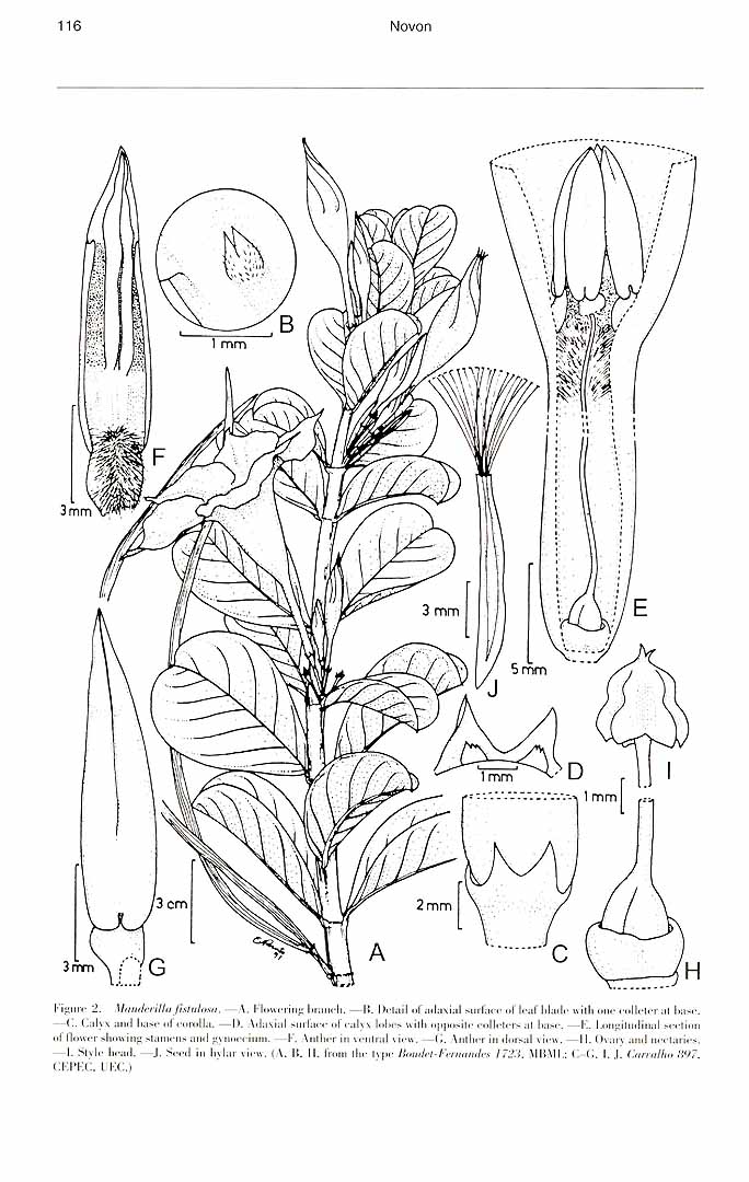 no HD illustration available (m1)