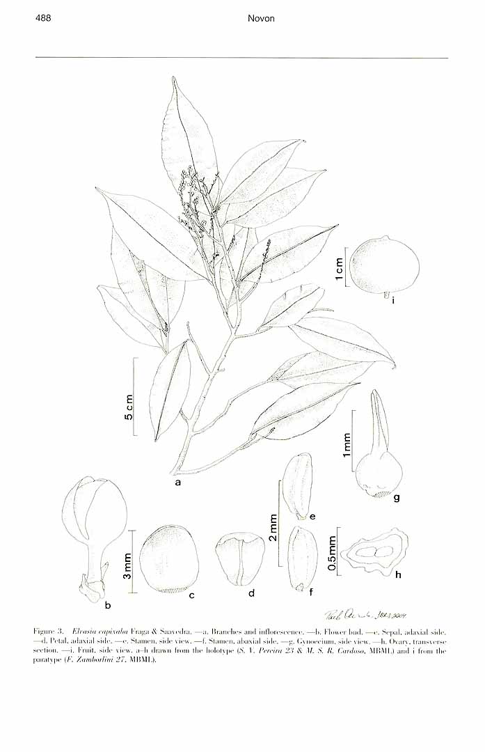 no HD illustration available (m1)