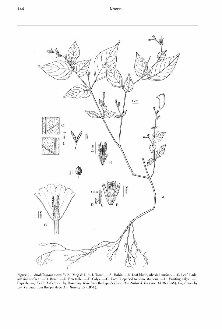 no HD illustration available (3)