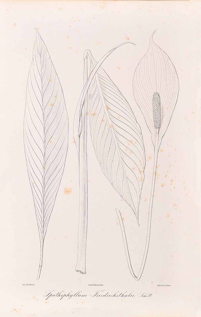 no HD illustration available (3)