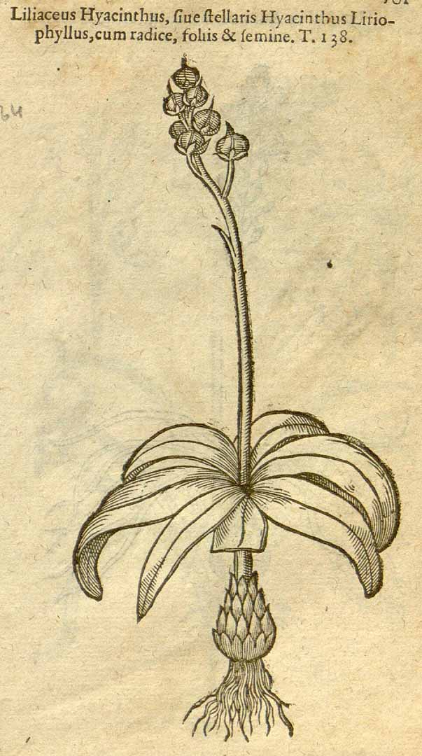 no HD illustration available (3)