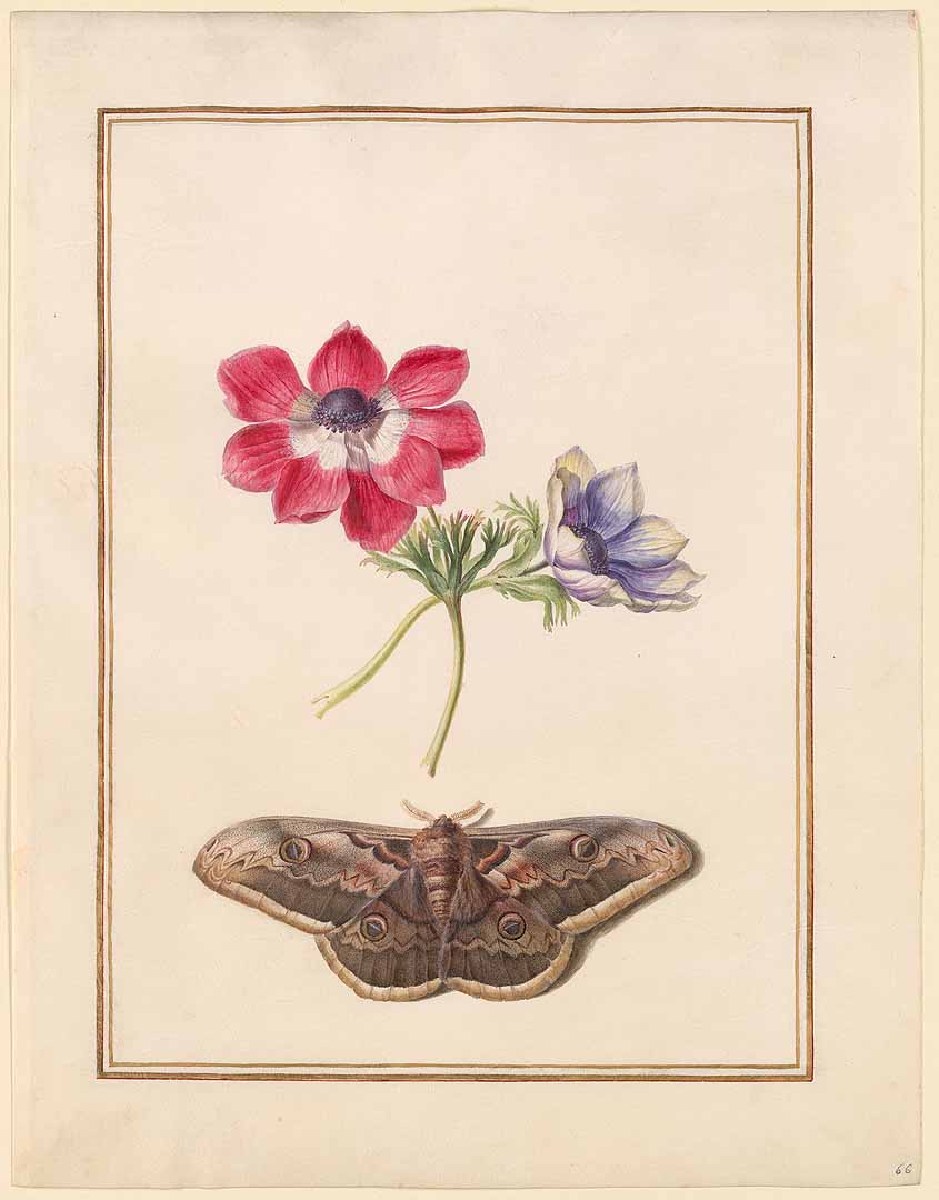 no HD illustration available (3)