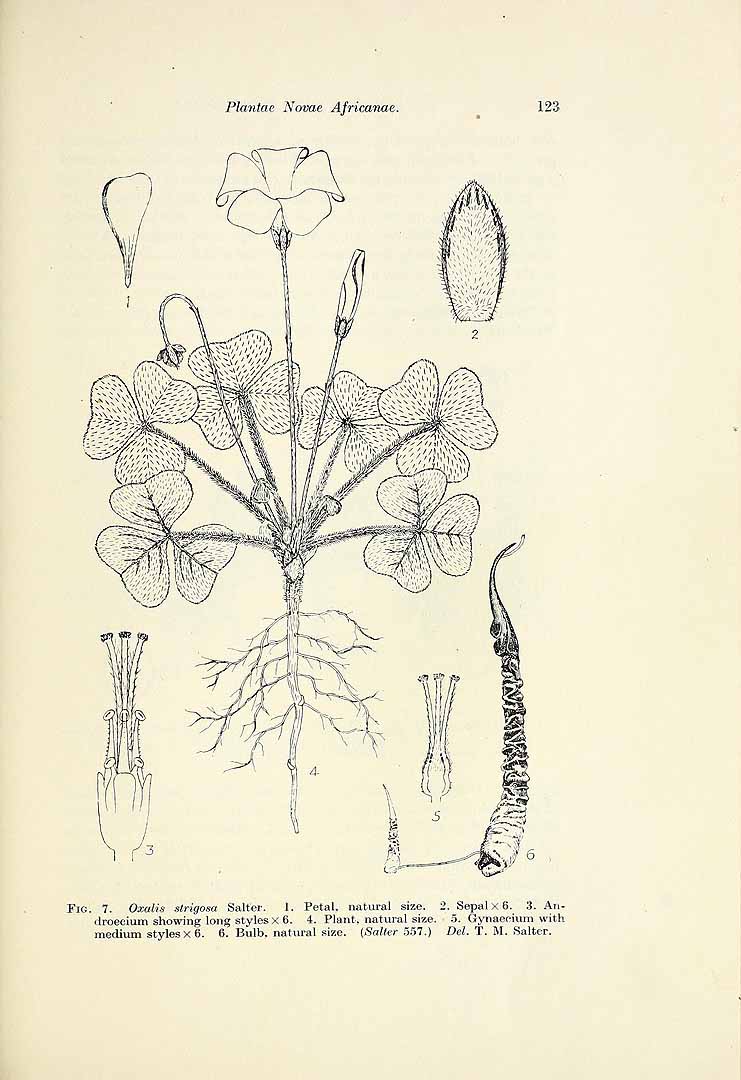 no HD illustration available (m1)