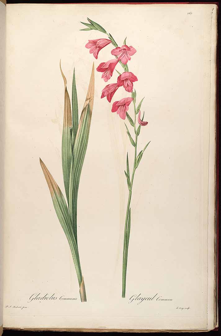 no HD illustration available (3)