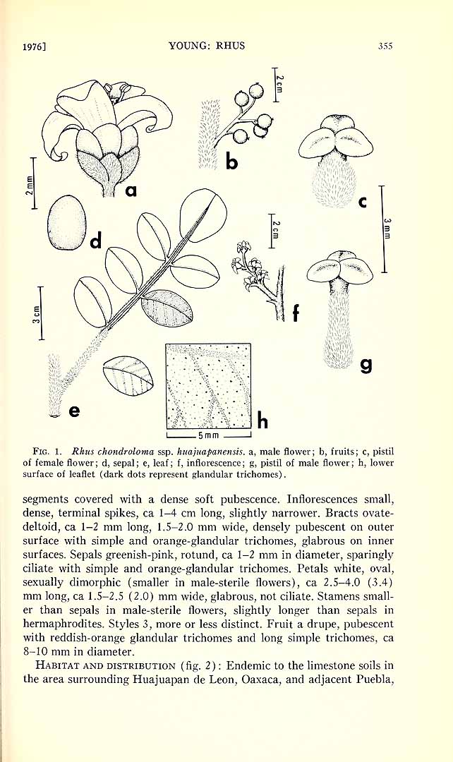 no HD illustration available (m1)