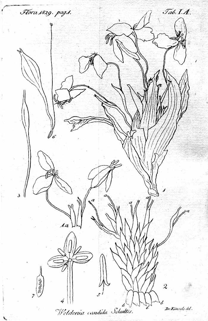no HD illustration available (3)