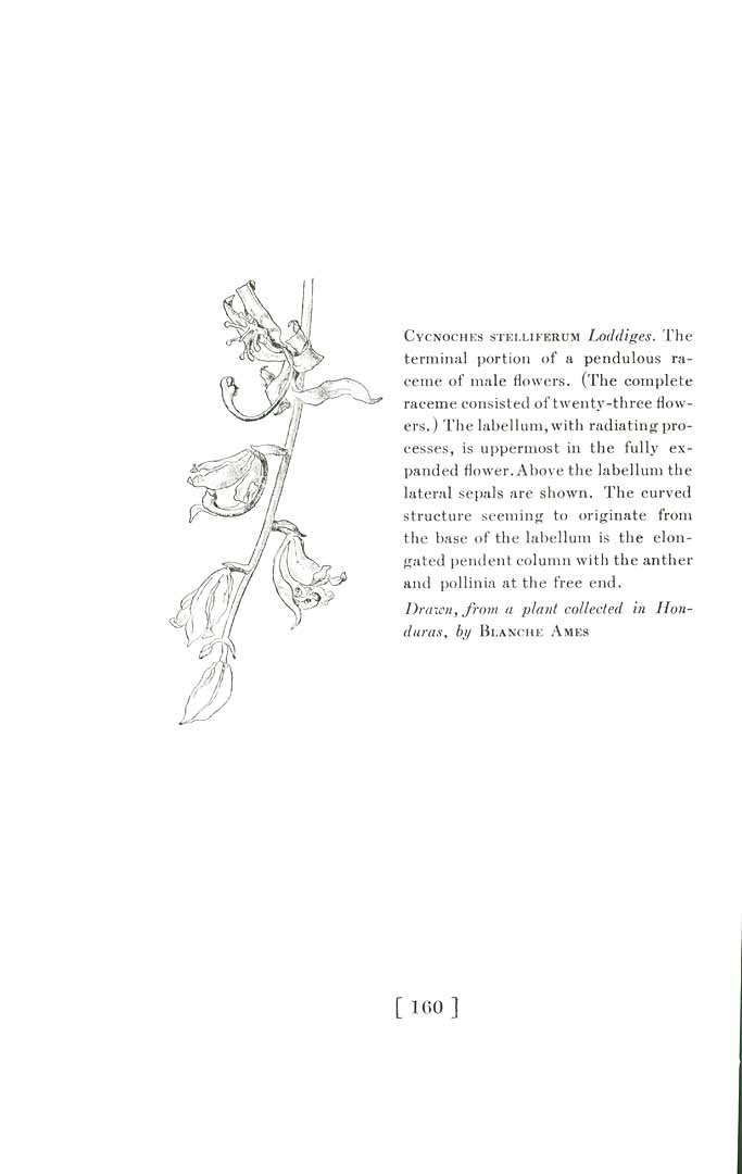 no HD illustration available (3)