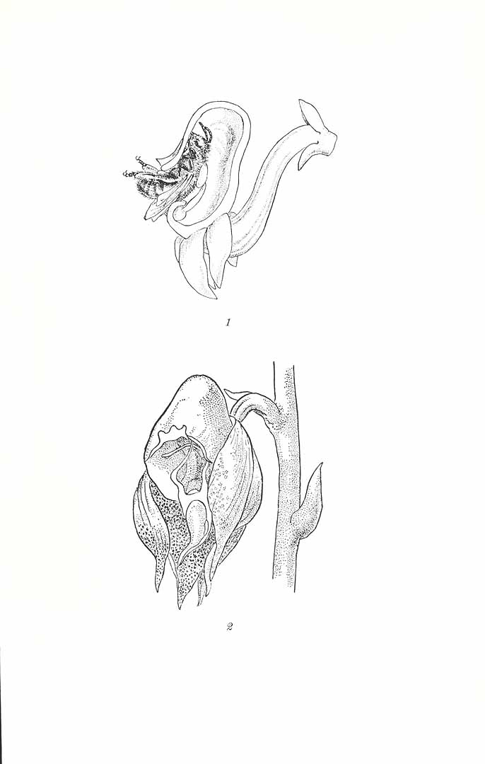 no HD illustration available (3)