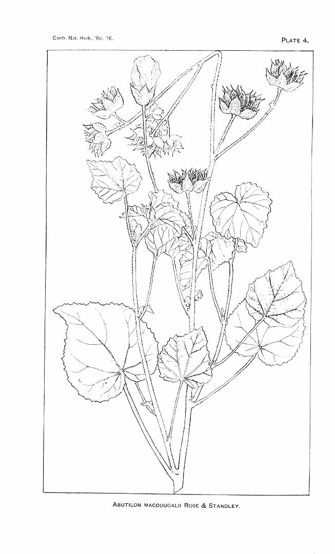 no HD illustration available (m1)